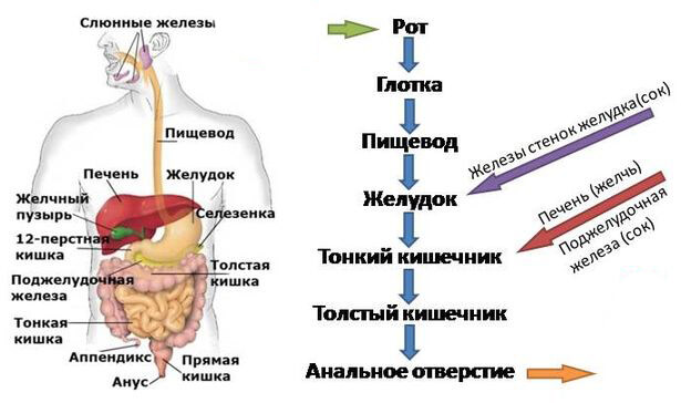 Схема пищеварения в желудке